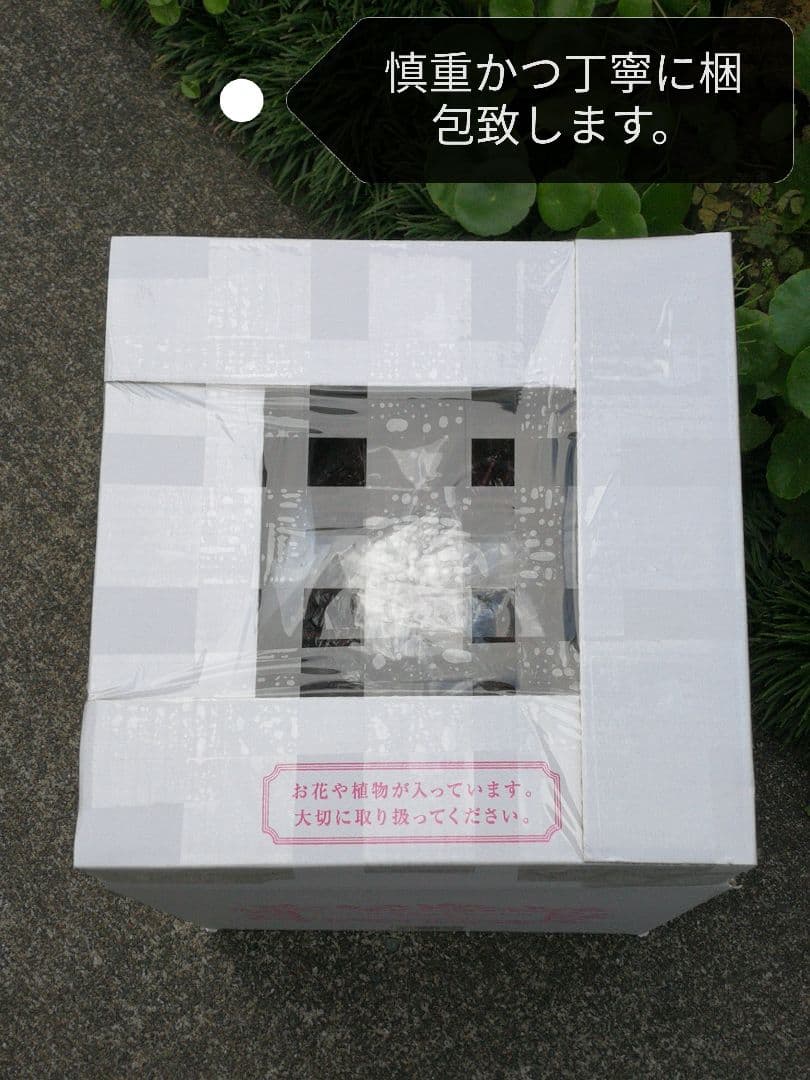 フェロカクタス 赤鳳 セキホウ 8号 ロックガーデン 観葉植物 超美品 サボテン