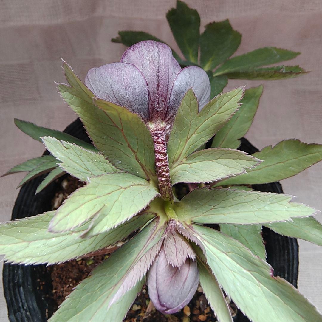 2618小輪系カップ咲ブルーグレーss 若泉ファームクリスマスローズ開花株