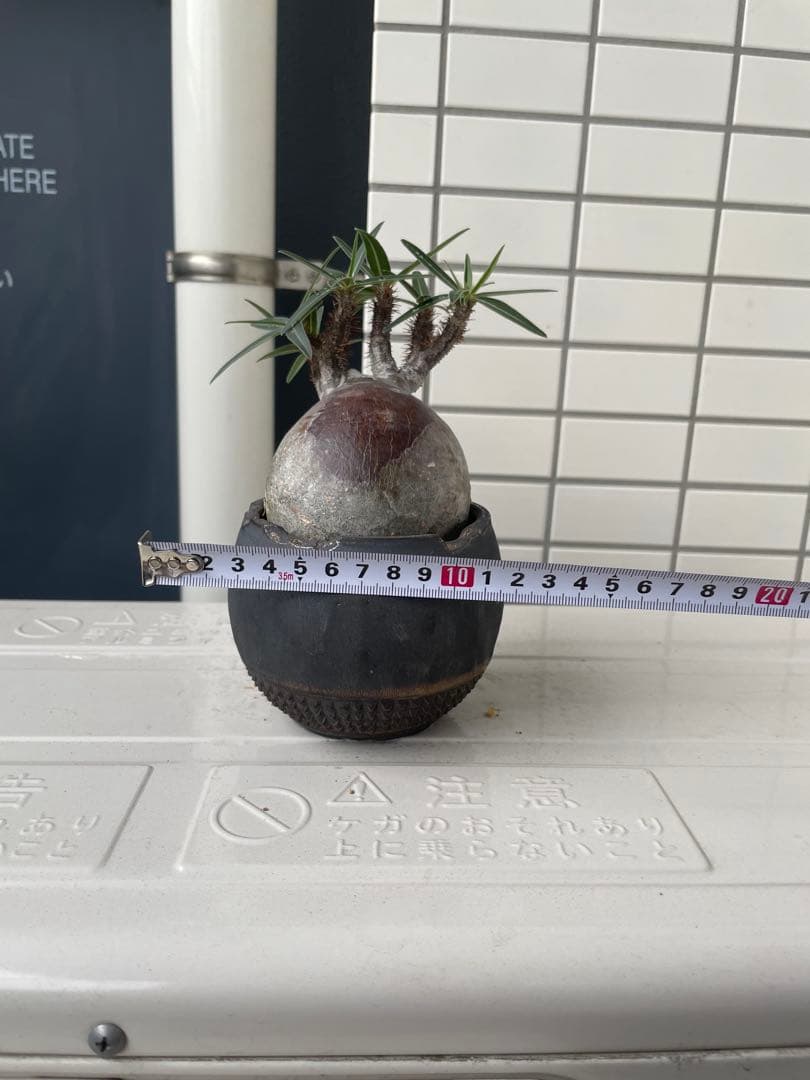 【特選エース株】パキポディウム グラキリス(左のみ)